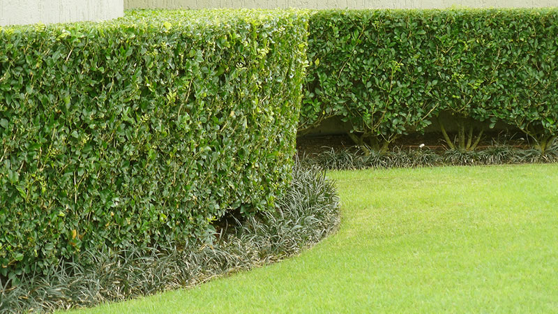 Hedge and Shrub Trimming Metro Vancouver