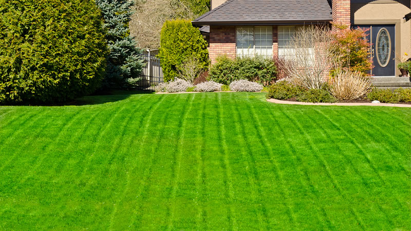 Lawn Care Services Metro Vancouver