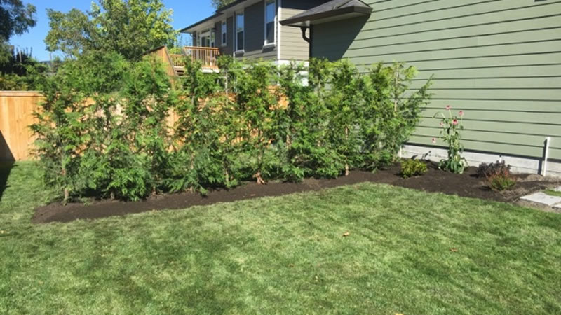 Privacy Hedge Planting Metro Vancouver